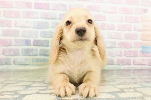 カニンヘンダックスフンド