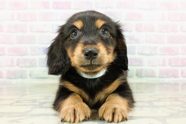 東京都のカニンヘンダックスフンド(ロング) (Coo&RIKU赤坂店/2026年3月1日生まれ/男の子/ブラックタン)の子犬の1枚目の画像