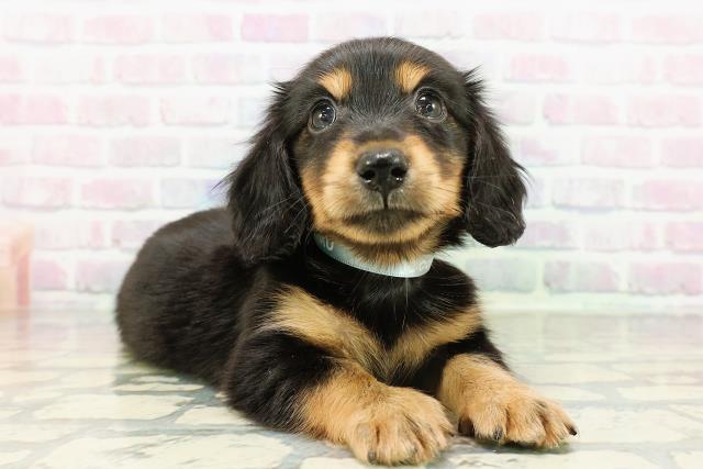 東京都のカニンヘンダックスフンド(ロング) (Coo&RIKU赤坂店/2026年3月1日生まれ/男の子/ブラックタン)の子犬の3枚目の画像