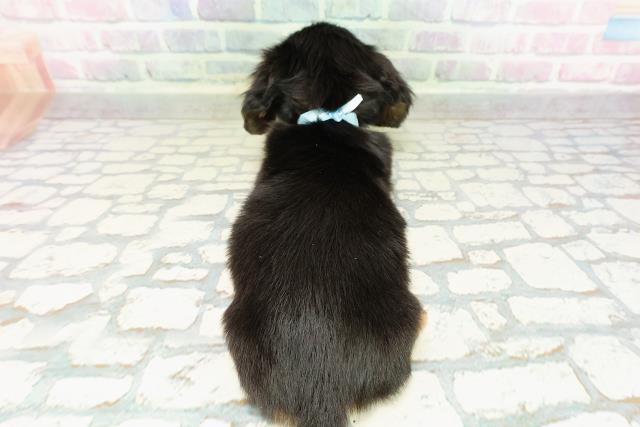 東京都のカニンヘンダックスフンド(ロング) (Coo&RIKU赤坂店/2026年3月1日生まれ/男の子/ブラックタン)の子犬の4枚目の画像