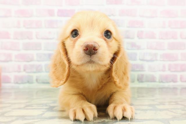 ミニチュア・ダックスフンド