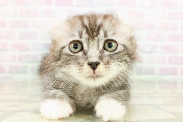 東京都のアメリカンカール (Coo&RIKU広尾店/2026年2月28日生まれ/女の子/シルバータビーホワイト)の子猫