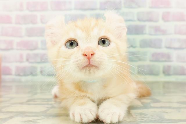 東京都のアメリカンカール (Coo&RIKU中野サンモール店/2026年3月2日生まれ/男の子/クリームタビー)の子猫