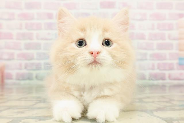 東京都のサイベリアン (Coo&RIKU赤坂店/2026年3月3日生まれ/女の子/クリームタビーホワイト)の子猫の1枚目の画像