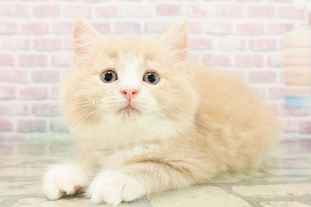 東京都のサイベリアン (Coo&RIKU赤坂店/2026年3月3日生まれ/女の子/クリームタビーホワイト)の子猫の2枚目の画像