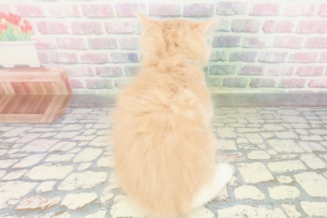 東京都のサイベリアン (Coo&RIKU赤坂店/2026年3月3日生まれ/女の子/クリームタビーホワイト)の子猫の4枚目の画像