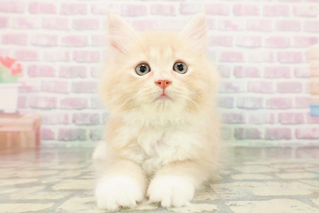 東京都のサイベリアン (Coo&RIKU大久保店/2026年3月3日生まれ/男の子/クリームタビーホワイト)の子猫の1枚目の画像