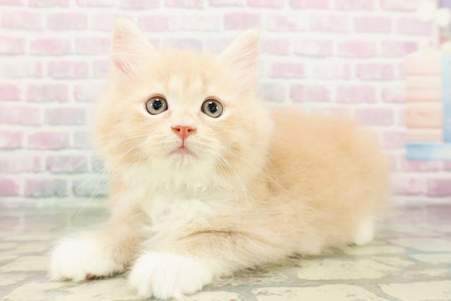 東京都のサイベリアン (Coo&RIKU大久保店/2026年3月3日生まれ/男の子/クリームタビーホワイト)の子猫の2枚目の画像