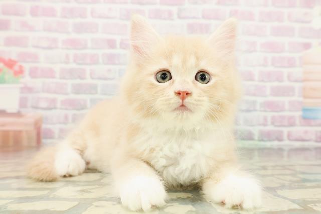 東京都のサイベリアン (Coo&RIKU大久保店/2026年3月3日生まれ/男の子/クリームタビーホワイト)の子猫の3枚目の画像