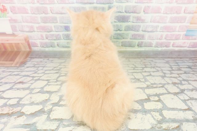 東京都のサイベリアン (Coo&RIKU大久保店/2026年3月3日生まれ/男の子/クリームタビーホワイト)の子猫の4枚目の画像