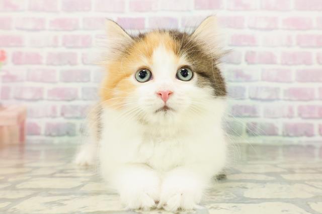 東京都のサイベリアン (Coo&RIKU浅草店/2026年3月2日生まれ/女の子/キャリコ)の子猫の1枚目の画像