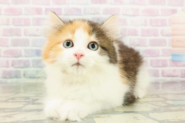 東京都のサイベリアン (Coo&RIKU浅草店/2026年3月2日生まれ/女の子/キャリコ)の子猫の2枚目の画像