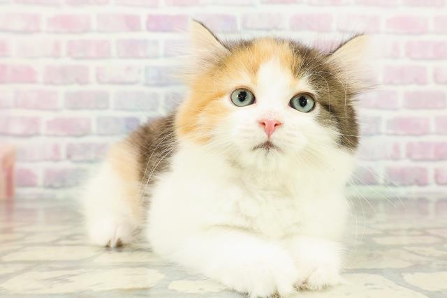 東京都のサイベリアン (Coo&RIKU浅草店/2026年3月2日生まれ/女の子/キャリコ)の子猫の3枚目の画像