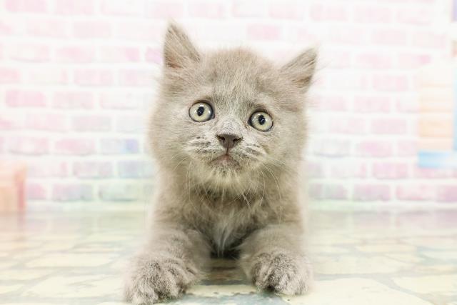東京都のブリティッシュロングヘアー (Coo&RIKU広尾店/2026年3月2日生まれ/男の子/ブルー)の子猫