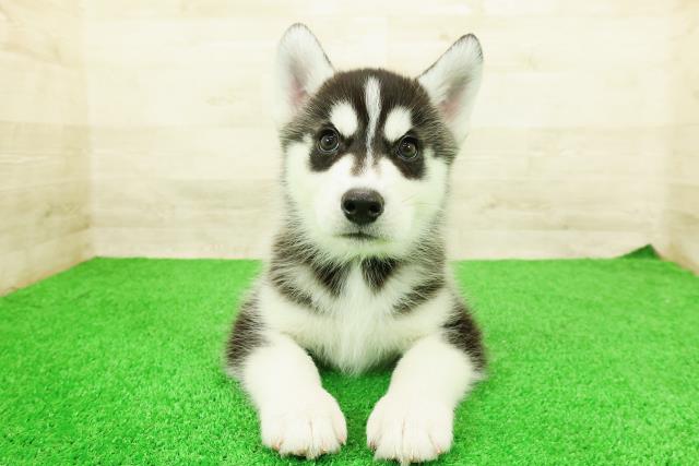東京都のシベリアンハスキー (Coo&RIKU江戸川店/2026年3月4日生まれ/男の子/ブラックホワイト)の子犬