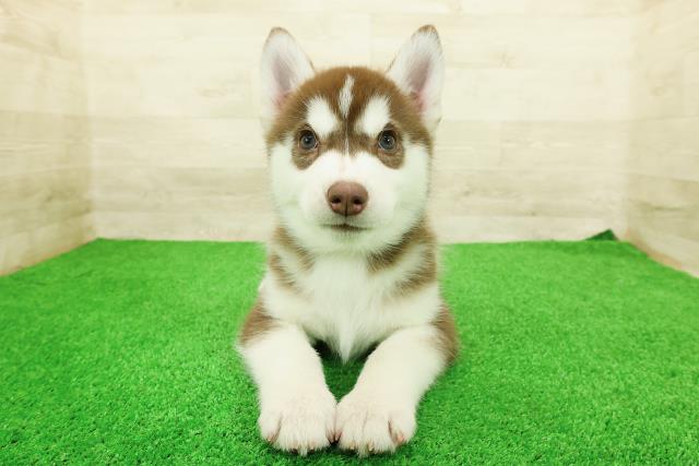 東京都のシベリアンハスキー (Coo&RIKU足立本店/2026年3月4日生まれ/女の子/チョコレートホワイト)の子犬