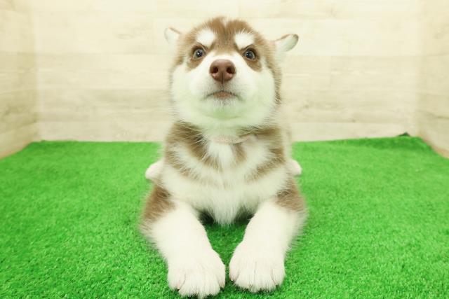 東京都のシベリアンハスキー (Coo&RIKU立川店/2026年3月4日生まれ/女の子/チョコレートホワイト)の子犬