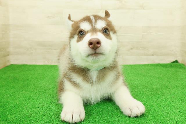 シベリアンハスキー