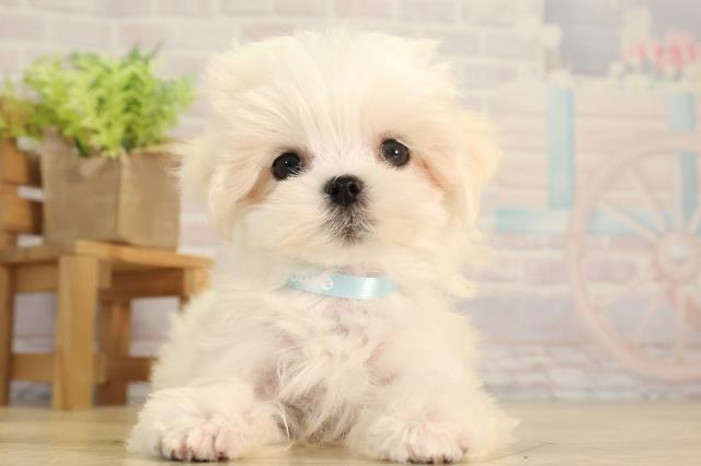 千葉県のマルチーズ (Coo&RIKU東金店/2026年3月1日生まれ/男の子/ホワイト)の子犬の1枚目の画像