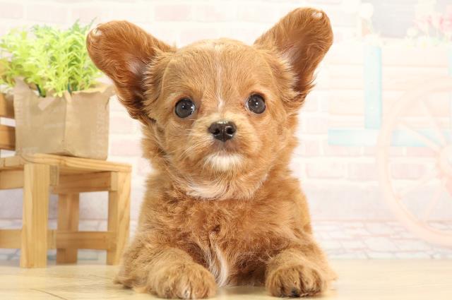 神奈川県のハーフ犬・ミックス犬 (Coo&RIKU江の島店/2026年3月4日生まれ/女の子/レッド)の子犬の1枚目の画像