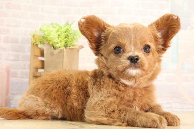 神奈川県のハーフ犬・ミックス犬 (Coo&RIKU江の島店/2026年3月4日生まれ/女の子/レッド)の子犬の2枚目の画像