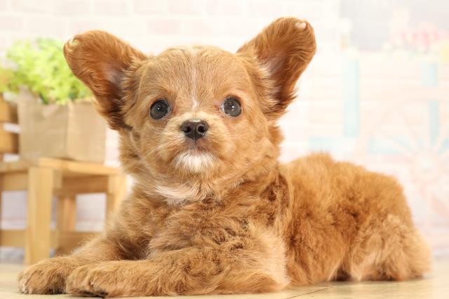 神奈川県のハーフ犬・ミックス犬 (Coo&RIKU江の島店/2026年3月4日生まれ/女の子/レッド)の子犬の3枚目の画像