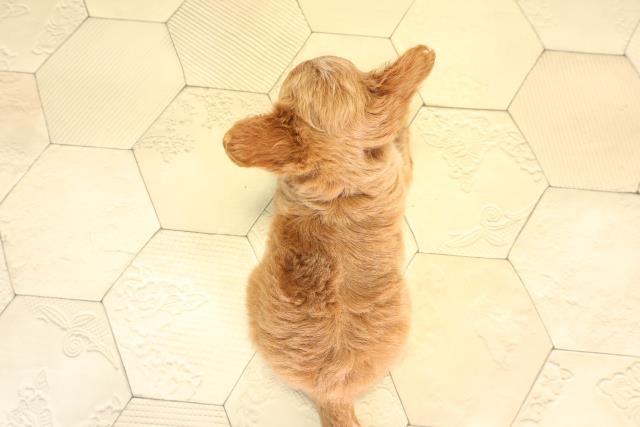 神奈川県のハーフ犬・ミックス犬 (Coo&RIKU江の島店/2026年3月4日生まれ/女の子/レッド)の子犬の4枚目の画像