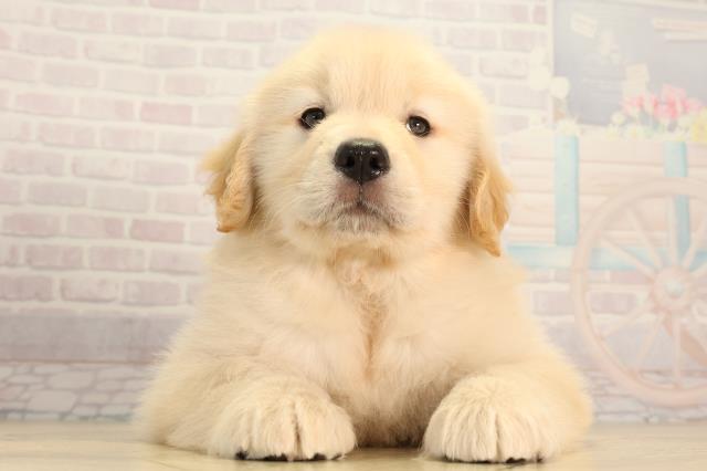 栃木県のゴールデンレトリバー (Coo&RIKU宇都宮店/2026年2月25日生まれ/男の子/ゴールデン)の子犬の1枚目の画像