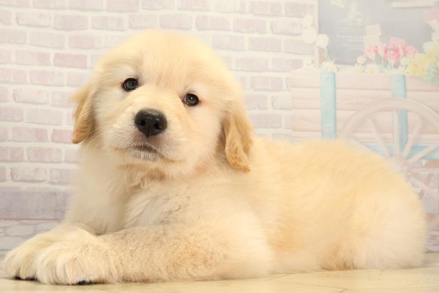 栃木県のゴールデンレトリバー (Coo&RIKU宇都宮店/2026年2月25日生まれ/男の子/ゴールデン)の子犬の3枚目の画像