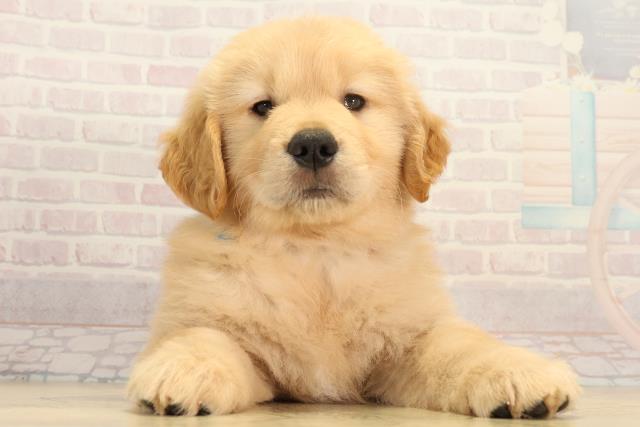 静岡県のゴールデンレトリバー (Coo&RIKU藤枝店/2026年2月25日生まれ/男の子/ゴールデン)の子犬の1枚目の画像