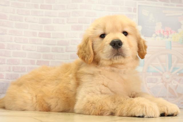 静岡県のゴールデンレトリバー (Coo&RIKU藤枝店/2026年2月25日生まれ/男の子/ゴールデン)の子犬の2枚目の画像