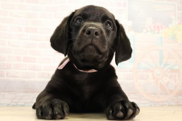 ラブラドール・レトリバー