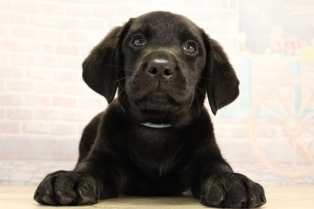 茨城県のラブラドールレトリーバー (Coo&RIKU日立店/2026年3月4日生まれ/男の子/ブラック)の子犬の1枚目の画像