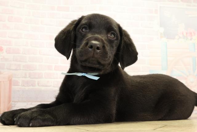 茨城県のラブラドールレトリーバー (Coo&RIKU日立店/2026年3月4日生まれ/男の子/ブラック)の子犬の3枚目の画像