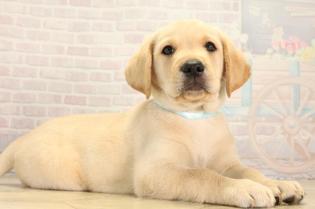 群馬県のラブラドールレトリーバー (Coo&RIKU高崎店/2026年3月4日生まれ/男の子/イエロー)の子犬の2枚目の画像
