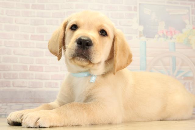群馬県のラブラドールレトリーバー (Coo&RIKU高崎店/2026年3月4日生まれ/男の子/イエロー)の子犬の3枚目の画像
