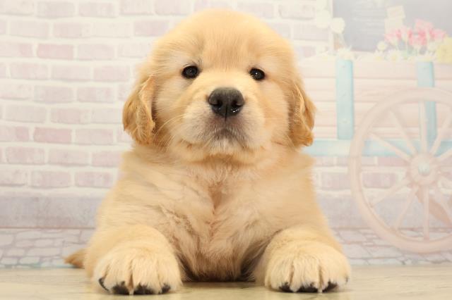 大阪府のゴールデンレトリバー (Coo&RIKU寝屋川店/2026年3月4日生まれ/女の子/ゴールデン)の子犬の1枚目の画像