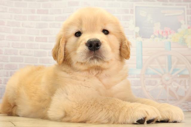 大阪府のゴールデンレトリバー (Coo&RIKU寝屋川店/2026年3月4日生まれ/女の子/ゴールデン)の子犬の2枚目の画像