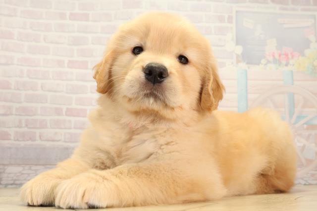 大阪府のゴールデンレトリバー (Coo&RIKU寝屋川店/2026年3月4日生まれ/女の子/ゴールデン)の子犬の3枚目の画像