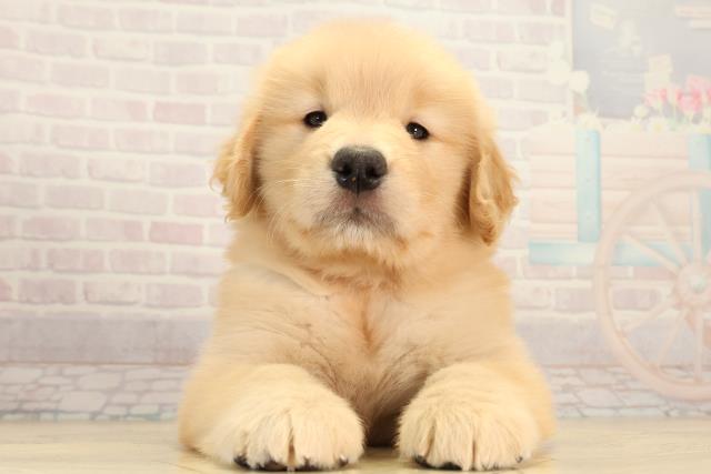 北海道のゴールデンレトリバー (Coo&RIKU岩見沢店/2026年3月4日生まれ/女の子/ゴールデン)の子犬の1枚目の画像