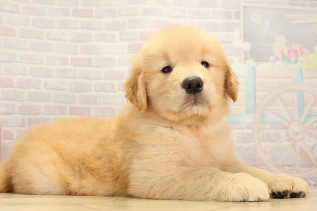 北海道のゴールデンレトリバー (Coo&RIKU岩見沢店/2026年3月4日生まれ/女の子/ゴールデン)の子犬の2枚目の画像
