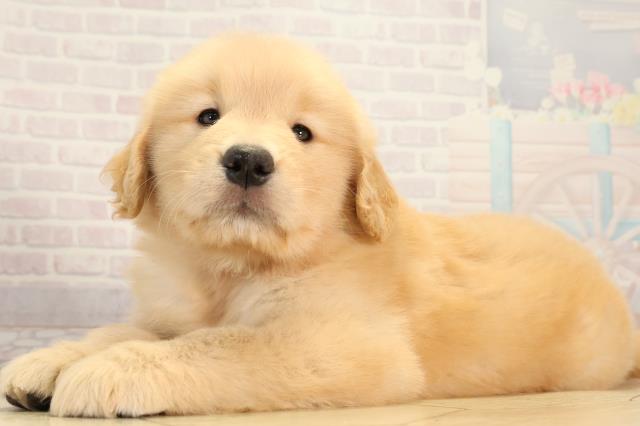 北海道のゴールデンレトリバー (Coo&RIKU岩見沢店/2026年3月4日生まれ/女の子/ゴールデン)の子犬の3枚目の画像