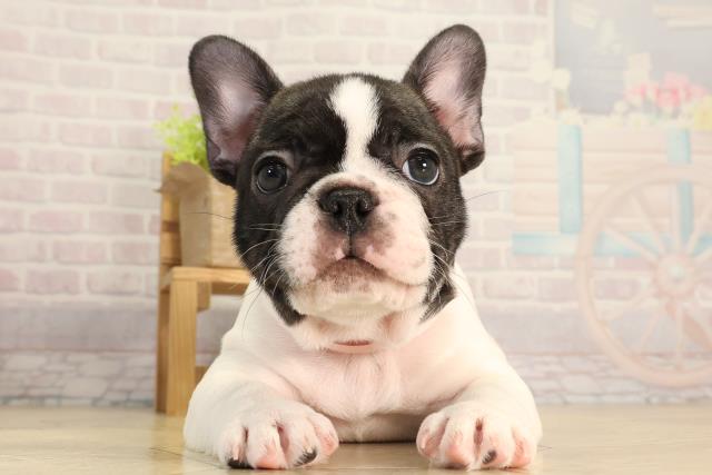 千葉県のフレンチブルドッグ (Coo&RIKU東金店/2026年3月4日生まれ/女の子/パイド)の子犬の1枚目の画像