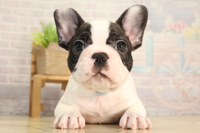 静岡県のフレンチブルドッグ (Coo&RIKU藤枝店/2026年3月4日生まれ/男の子/パイド)の子犬の1枚目の画像