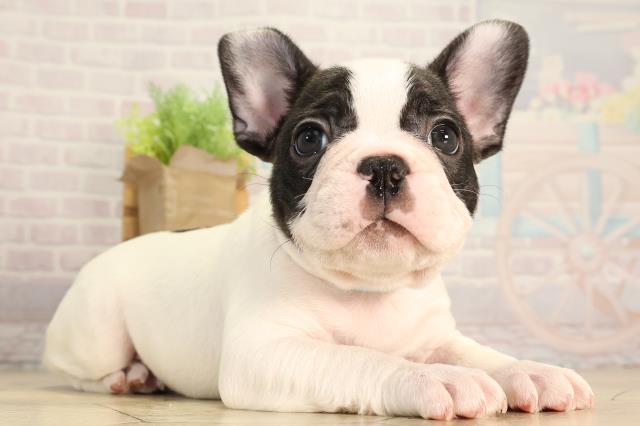 静岡県のフレンチブルドッグ (Coo&RIKU藤枝店/2026年3月4日生まれ/男の子/パイド)の子犬の2枚目の画像