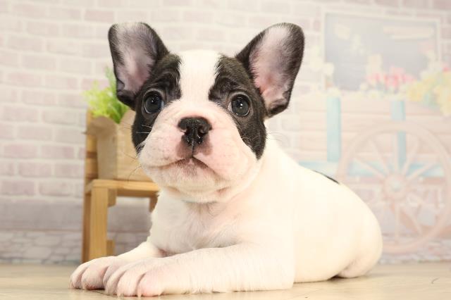 静岡県のフレンチブルドッグ (Coo&RIKU藤枝店/2026年3月4日生まれ/男の子/パイド)の子犬の3枚目の画像