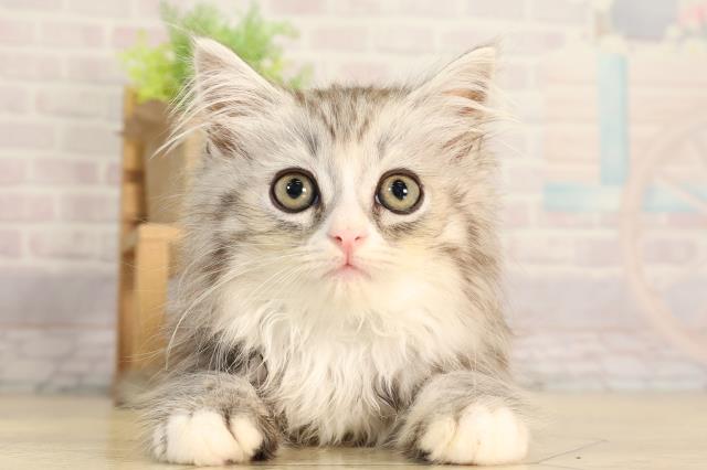 栃木県のサイベリアン (Coo&RIKU小山店/2026年2月28日生まれ/男の子/シルバータビーホワイト)の子猫の1枚目の画像