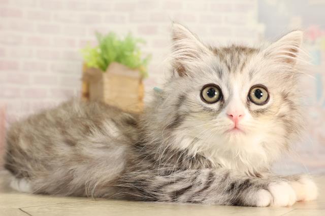 栃木県のサイベリアン (Coo&RIKU小山店/2026年2月28日生まれ/男の子/シルバータビーホワイト)の子猫の2枚目の画像