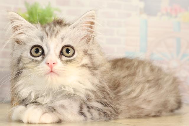 栃木県のサイベリアン (Coo&RIKU小山店/2026年2月28日生まれ/男の子/シルバータビーホワイト)の子猫の3枚目の画像