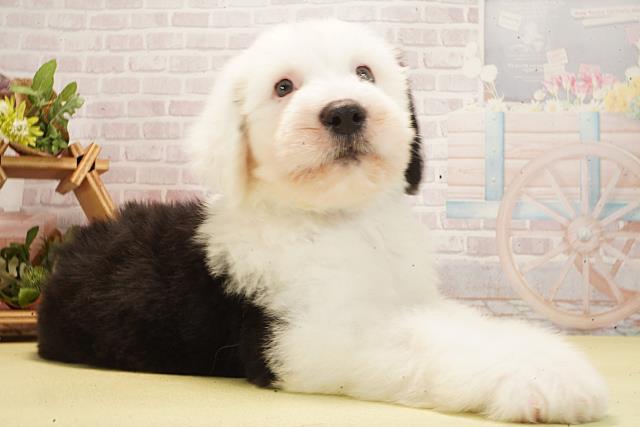 神奈川県のオールドイングリッシュシープドッグ (Coo&RIKU小田原店/2026年2月24日生まれ/男の子/グレーホワイト)の子犬の2枚目の画像